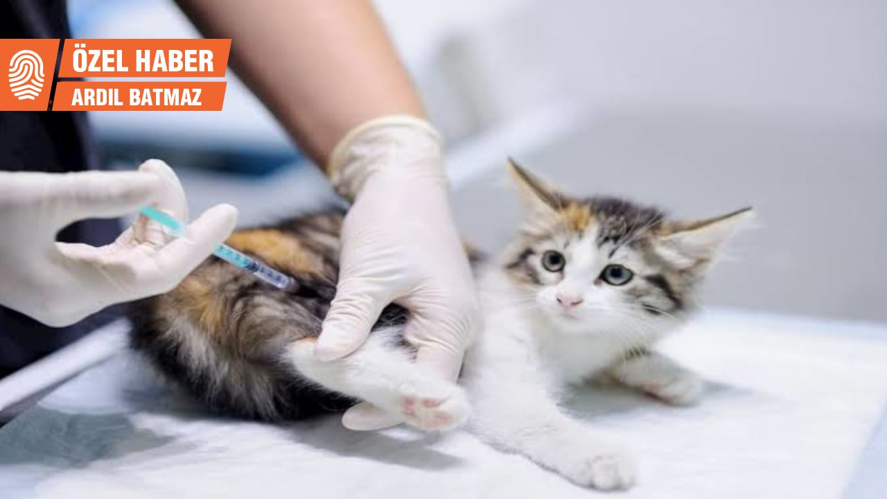 Piyasaya el altından sahte kedi aşısı sürüldü