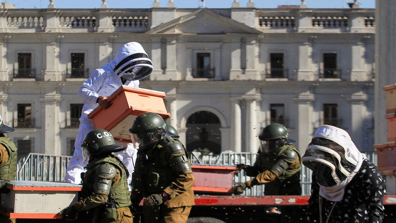 Şili'de arıcılar eylemde: 10 bin arıyı saldılar, yedi polisi arı soktu