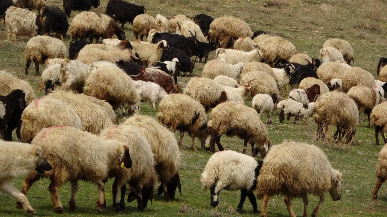 CHP'li Serter: Çiftçiye hibe olarak verilen hayvanlar hasta çıktı