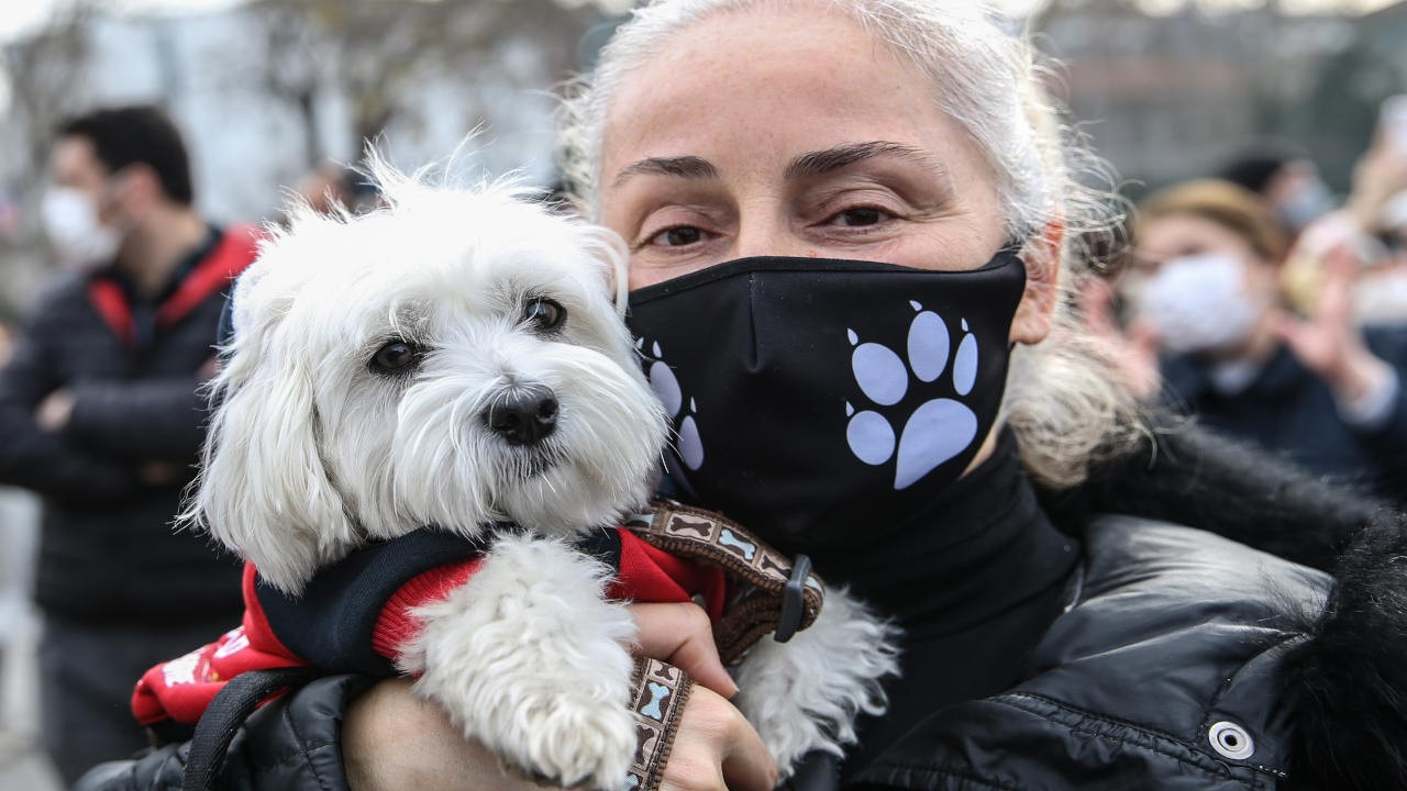 Kadıköy'de eylem: Sokak hayvanlarına dokunma