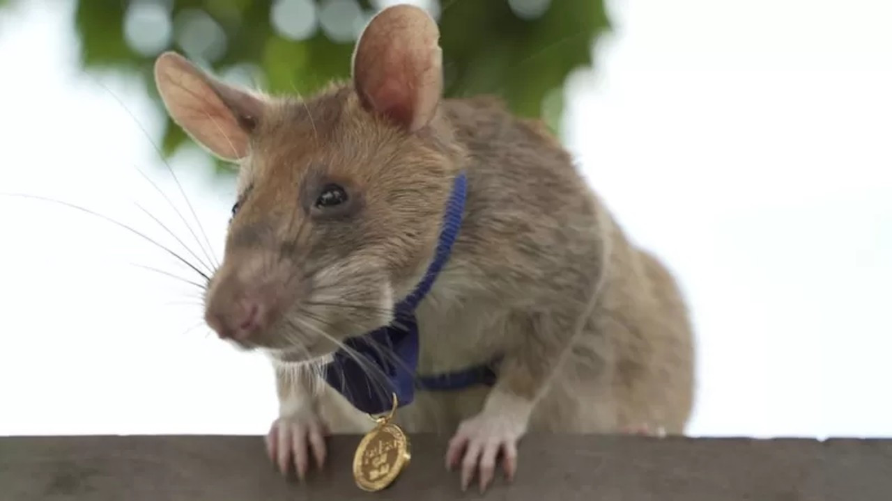 Mayın avcısı madalyalı sıçan Magawa 8 yaşında öldü