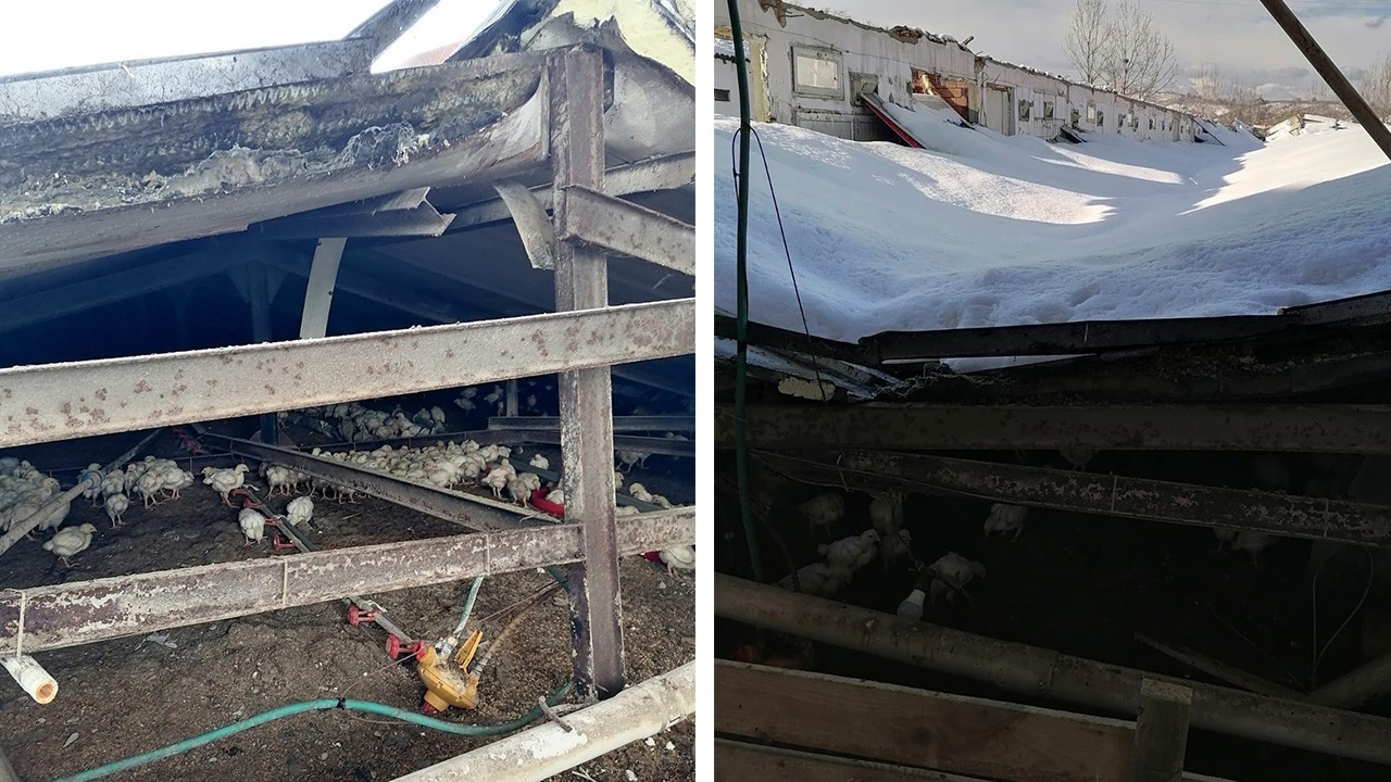 Sakarya'da çiftlik çatısı çöktü: 25 bin tavuk öldü