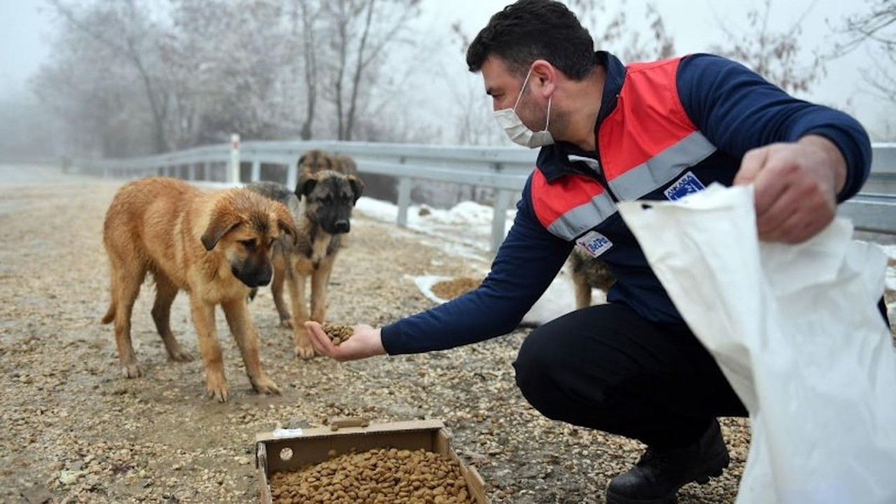 Ankara Belediyesi sokak hayvanları için mama üretimine başladı