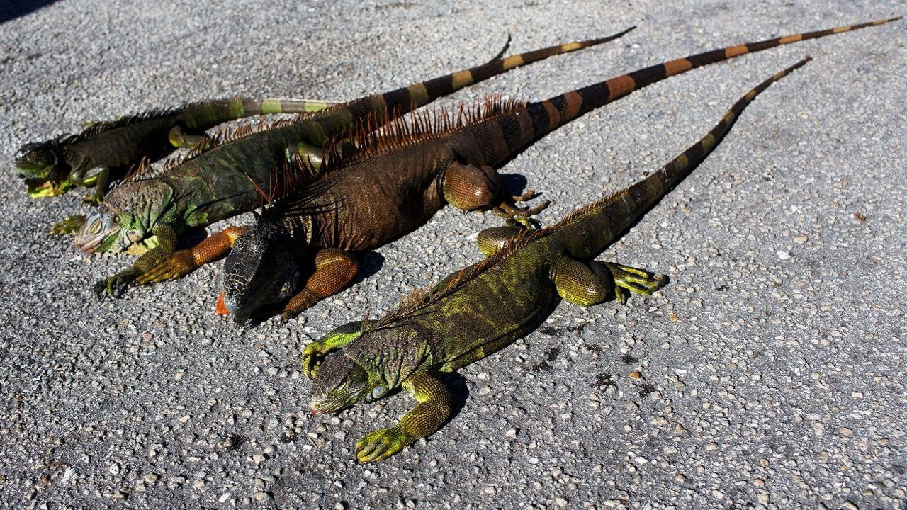 Florida'da sıradışı soğuk uyarısı: Kafanıza iguana düşebilir