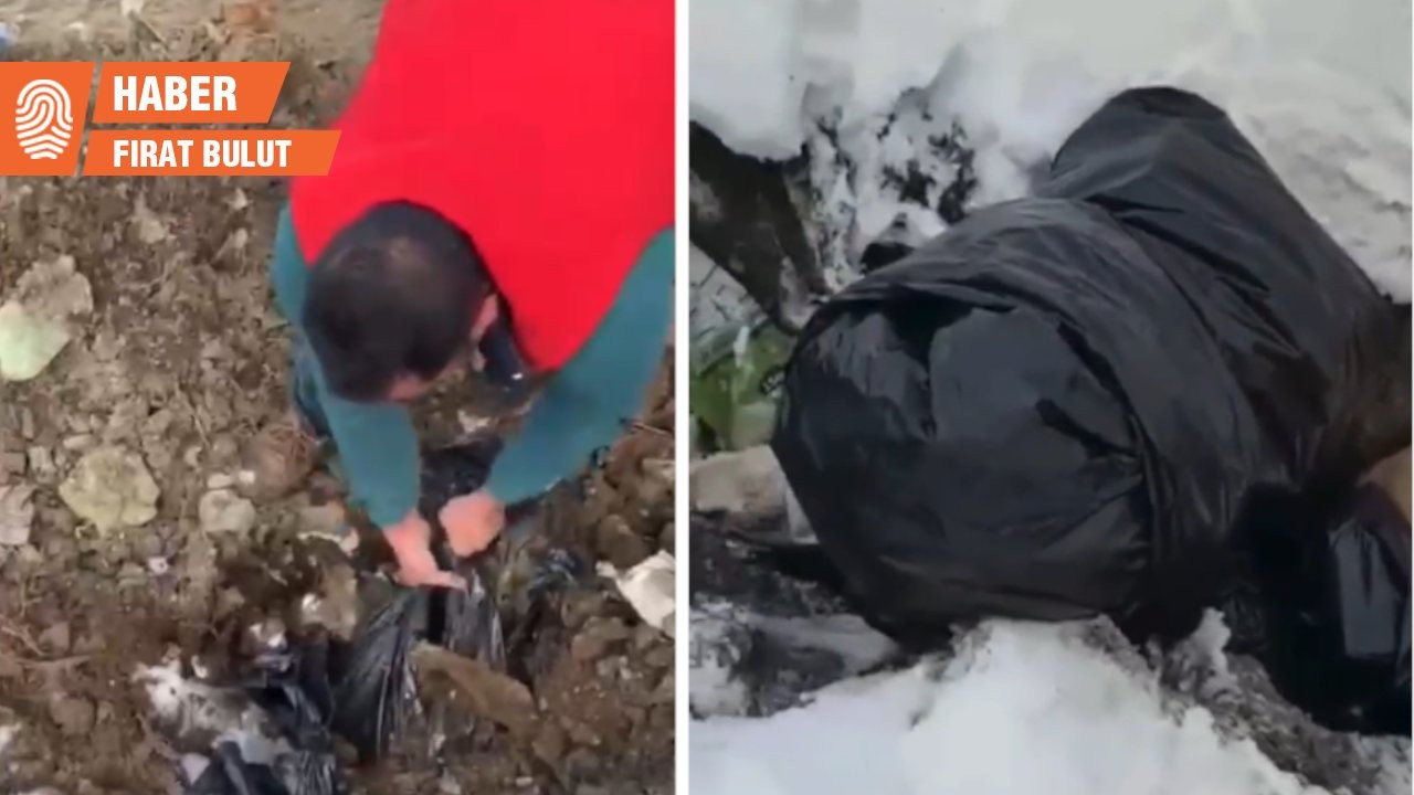 Erzincan’da sokaktan toplanan köpekler çöplükte ölü bulundu