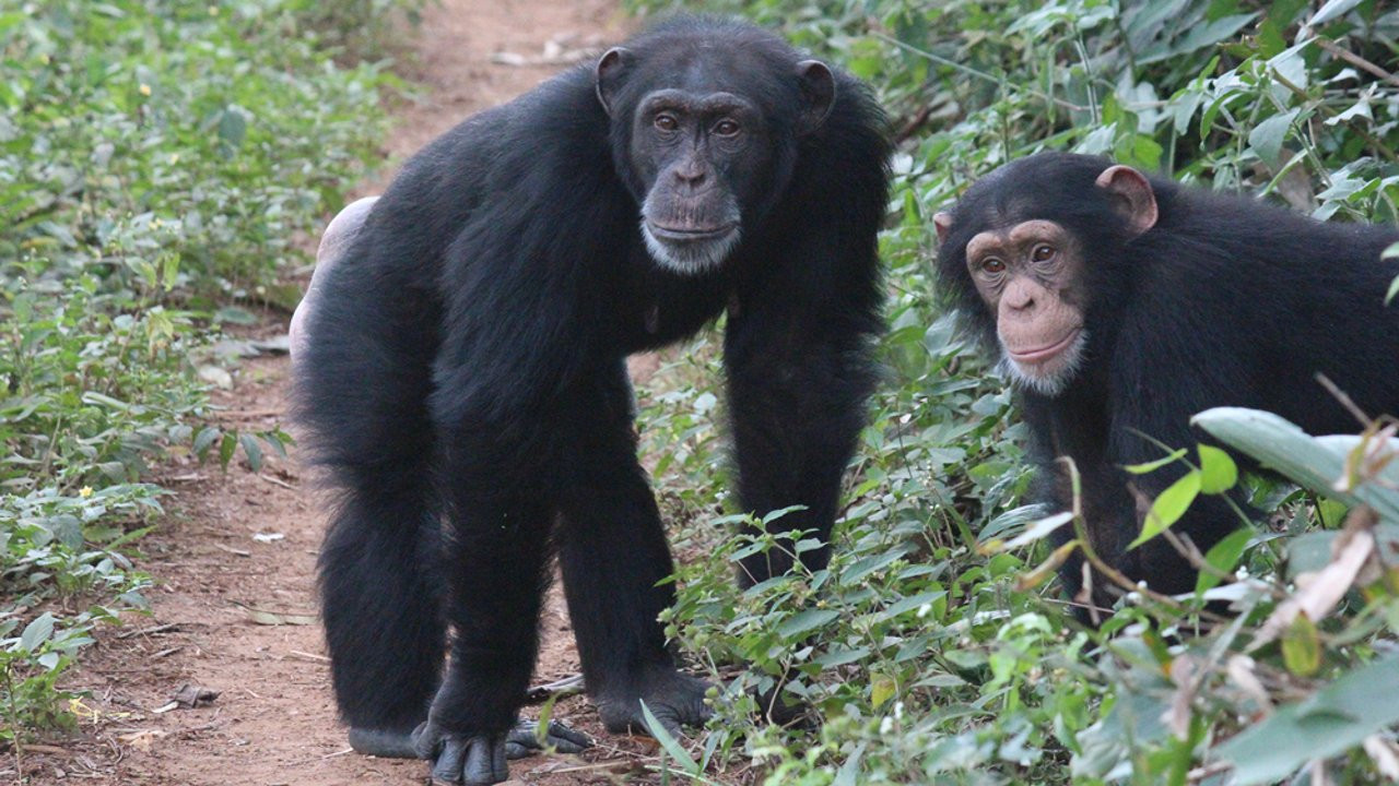 Araştırma: Şempanzeler birbirlerini tedavi ediyor