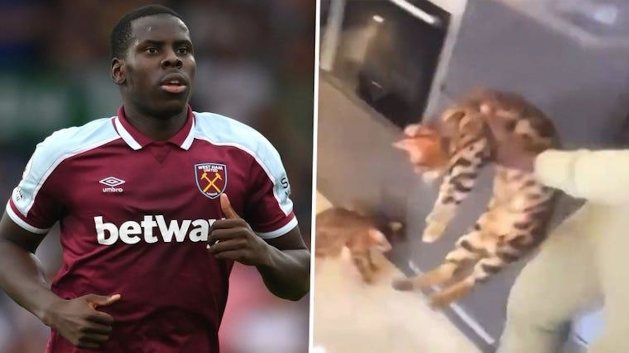 Futbolcu Zouma'nın işkence yaptığı kedileri elinden alındı