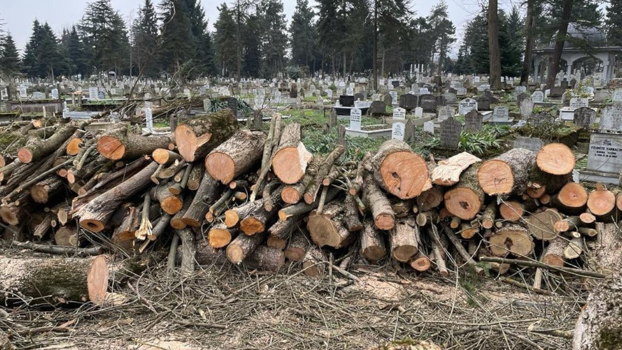 CHP ve mimarlardan mezarlıktaki ağaç kesimine tepki: Akıl tutulması