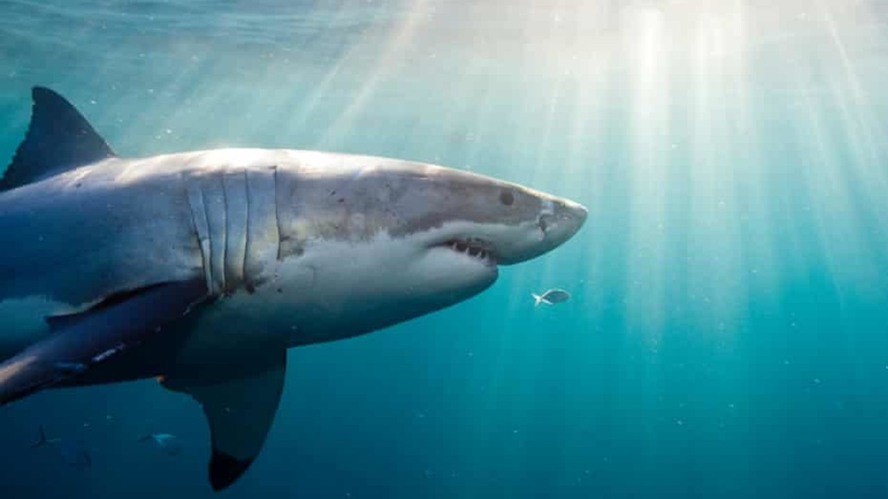 Netflix ekibi köpekbalığı saldırısında kıl payı kurtuldu