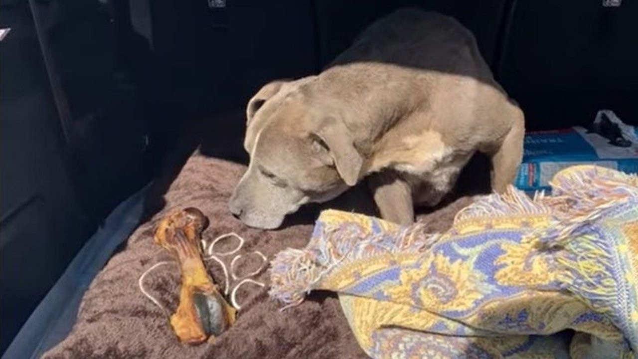 ABD'de kayıp ilanı verilen bir köpek 12 yıl sonra bulundu