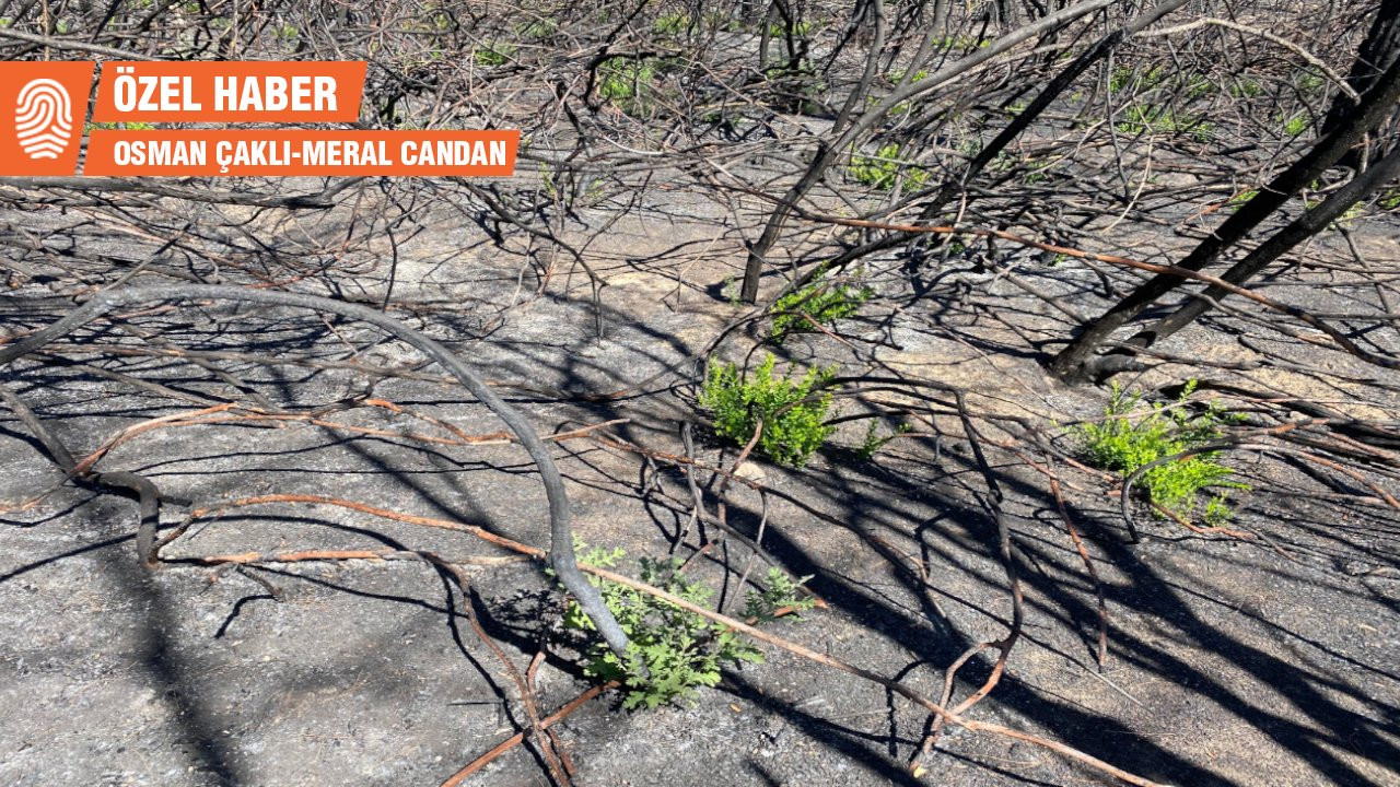 Yangın sonrası ormanlar: İnsan müdahalesi ne kadar zarar veriyor?