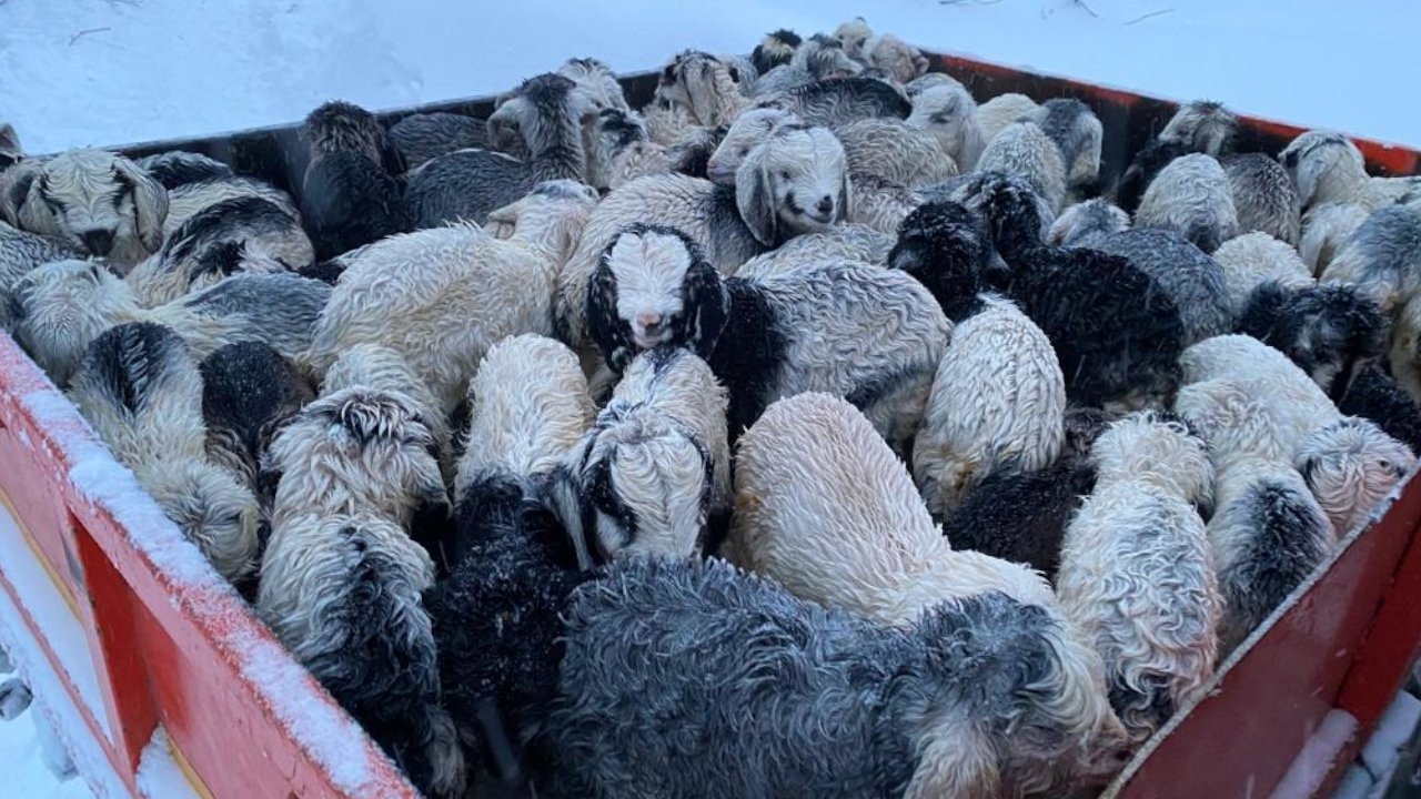Kar altında kalan hayvanları off-road grubu kurtardı
