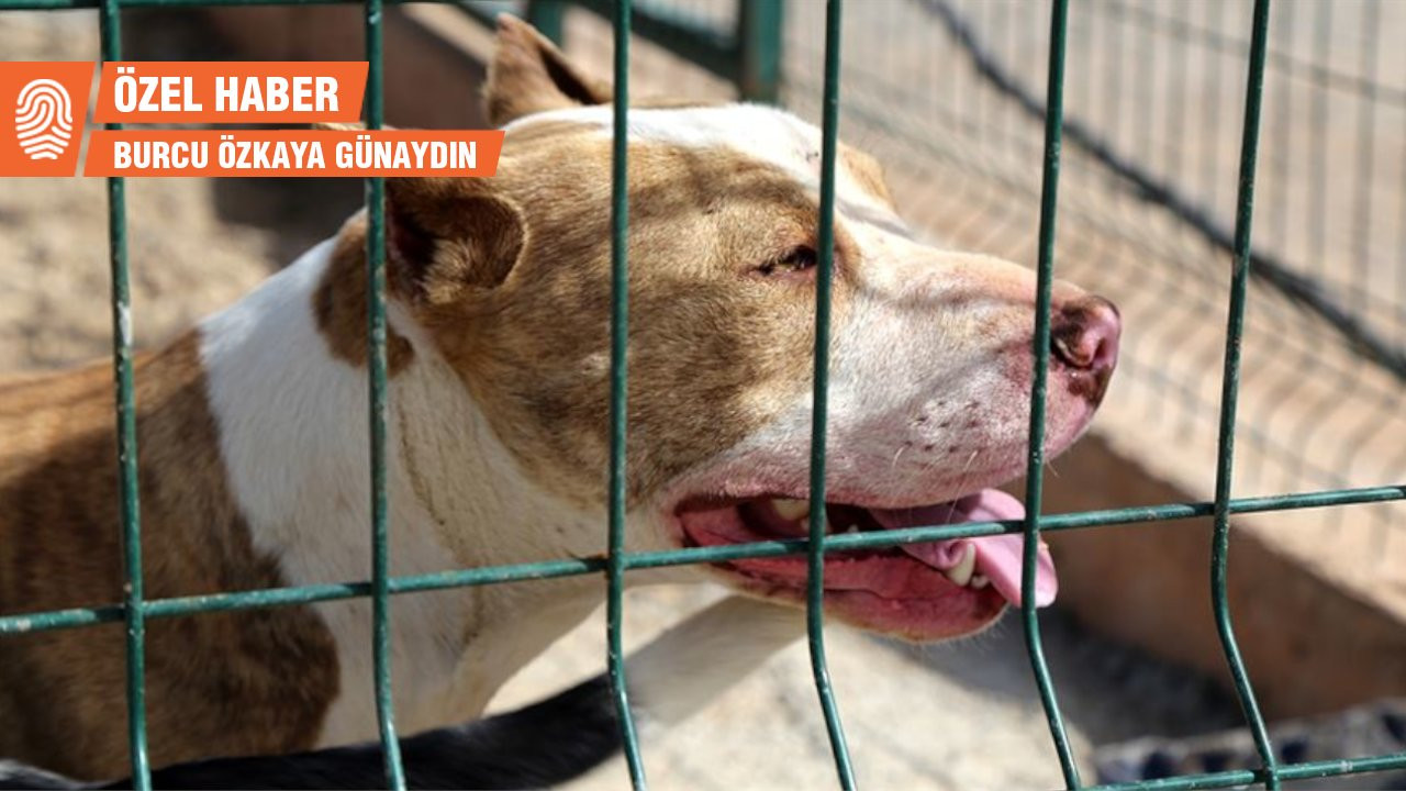 HayKonfed: Hatay Büyükşehir Belediyesi sosyal medyada gündem olmadan hayvanlarla ilgilenmiyor