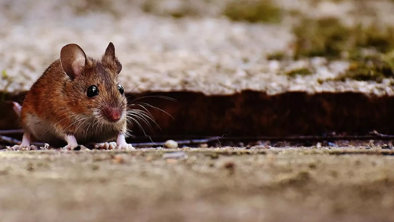 Yeni bir geleceğe işaret: Bilim, farelerin ömrünü uzattı
