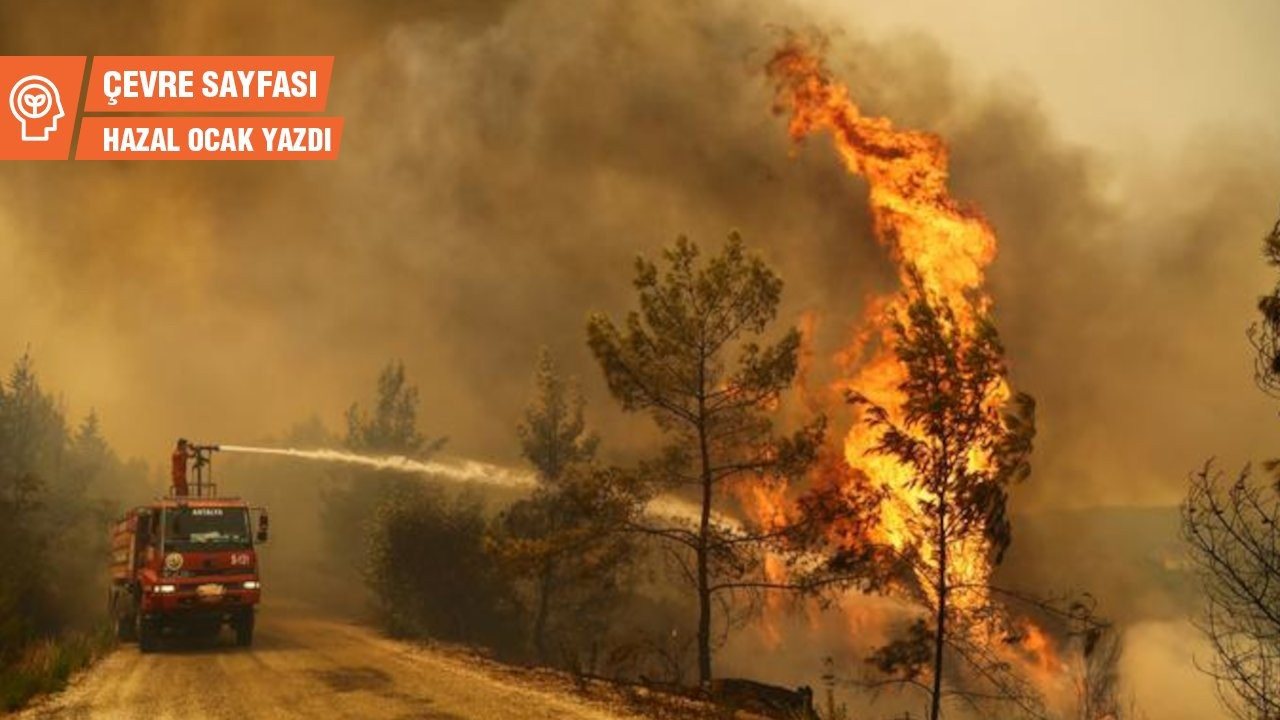 Çevre Sayfası... Orman yangınlarını ağaçlar mı çıkarıyor?
