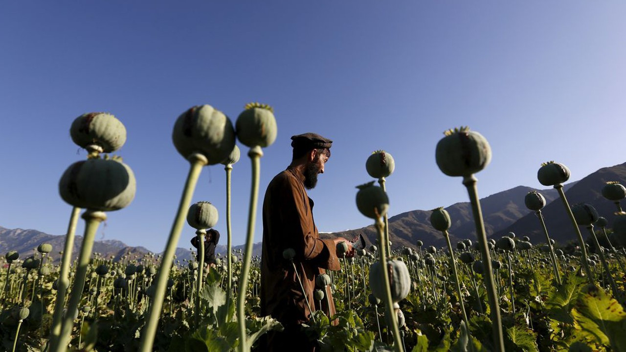 Taliban'dan et yasağı: Haşhaş ekimine karşı sebzeye teşvik