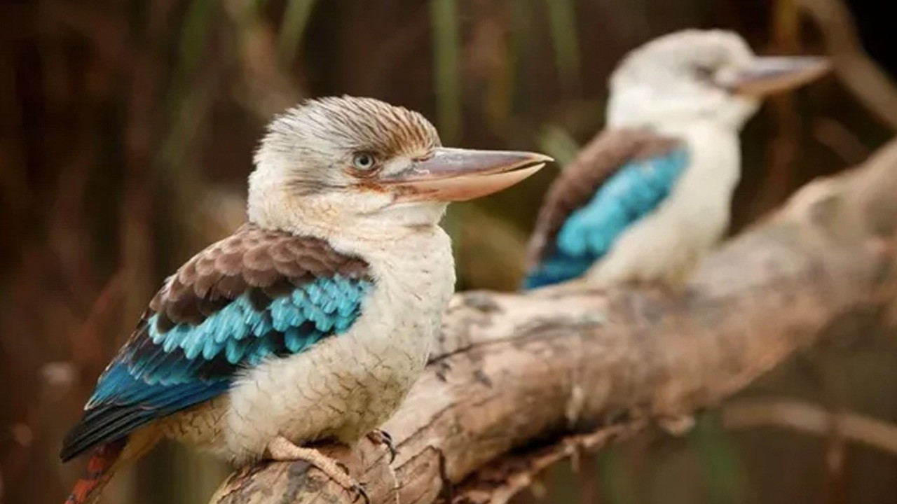 Orta Amerika yağmur ormanlarında kuş türleri azalıyor