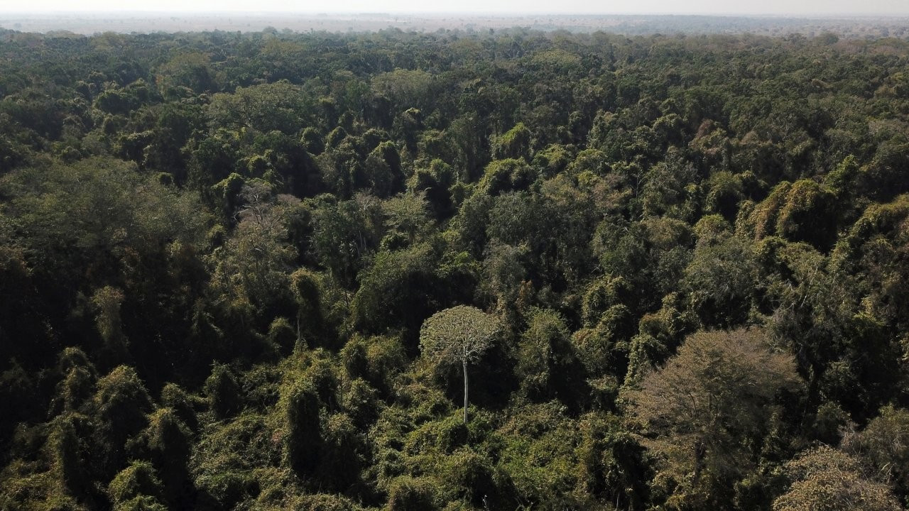 Ormanların iklim değişikliğine karşı etkisi tahmin edilenden fazla
