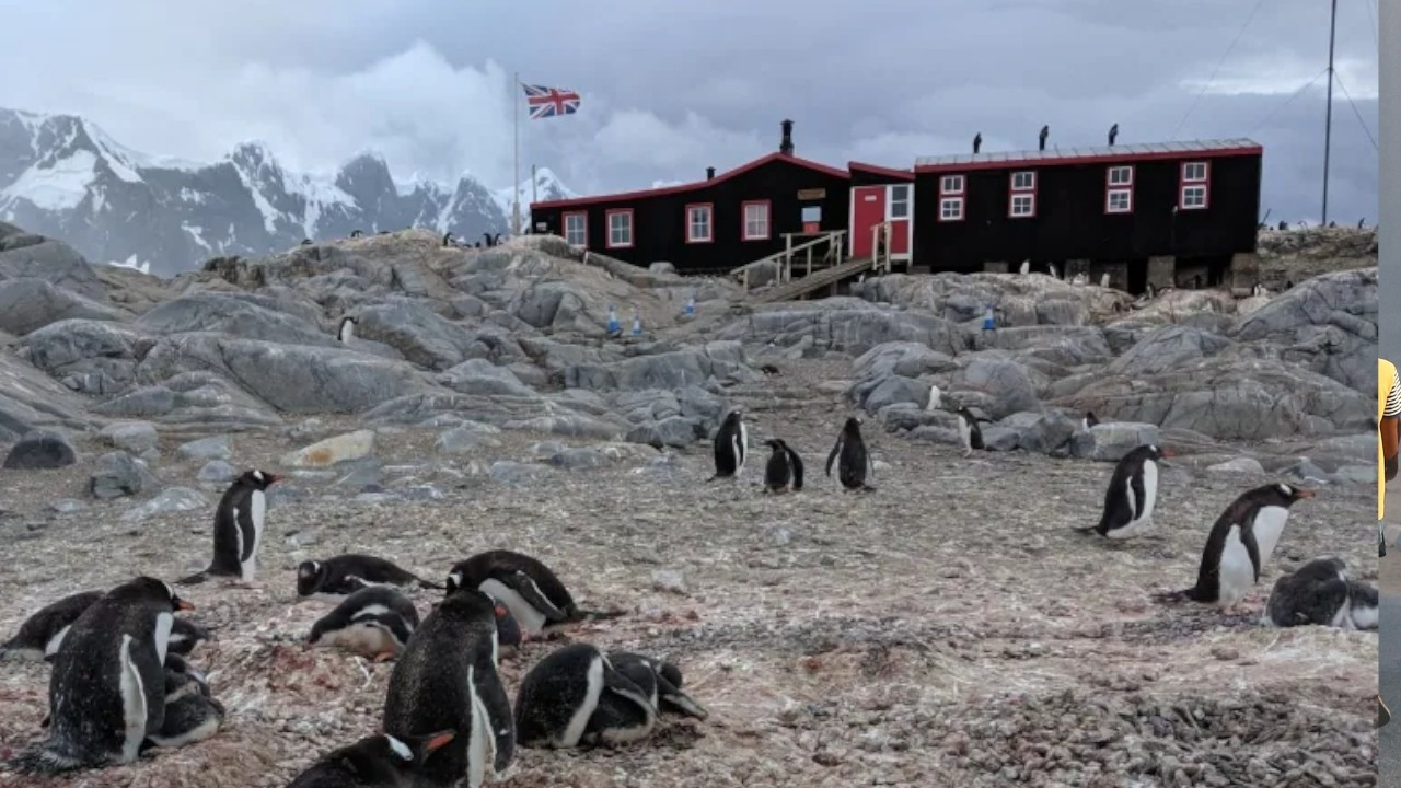 Antarktika'da postaneye penguen sayacak eleman aranıyor