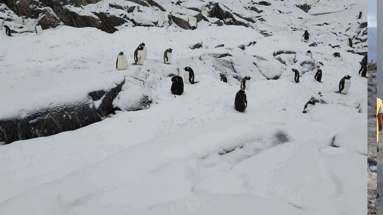 Antarktika'da postaneye penguen sayacak eleman aranıyor - Sayfa 2