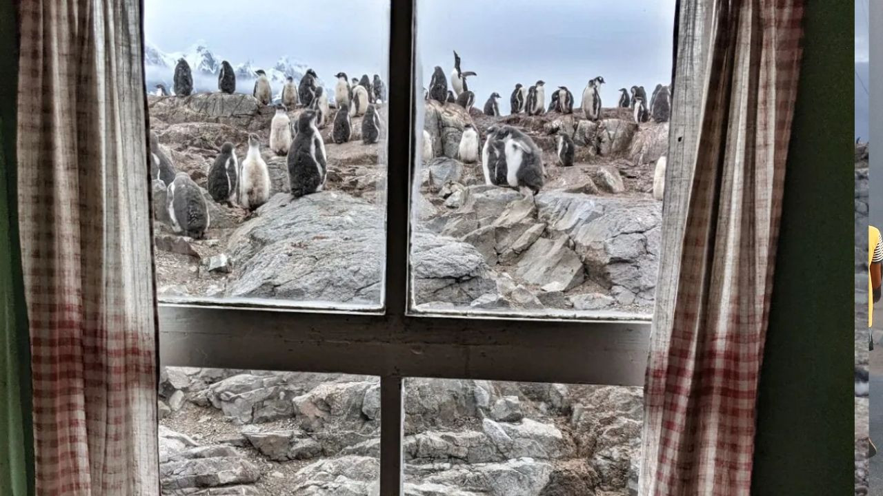 Antarktika'da postaneye penguen sayacak eleman aranıyor - Sayfa 4