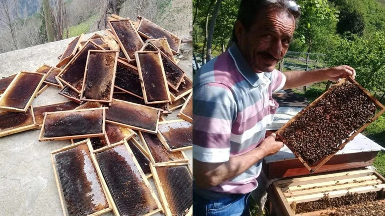 Bilirkişi uyarmıştı: İşkencedere'de arılar ölmeye başladı