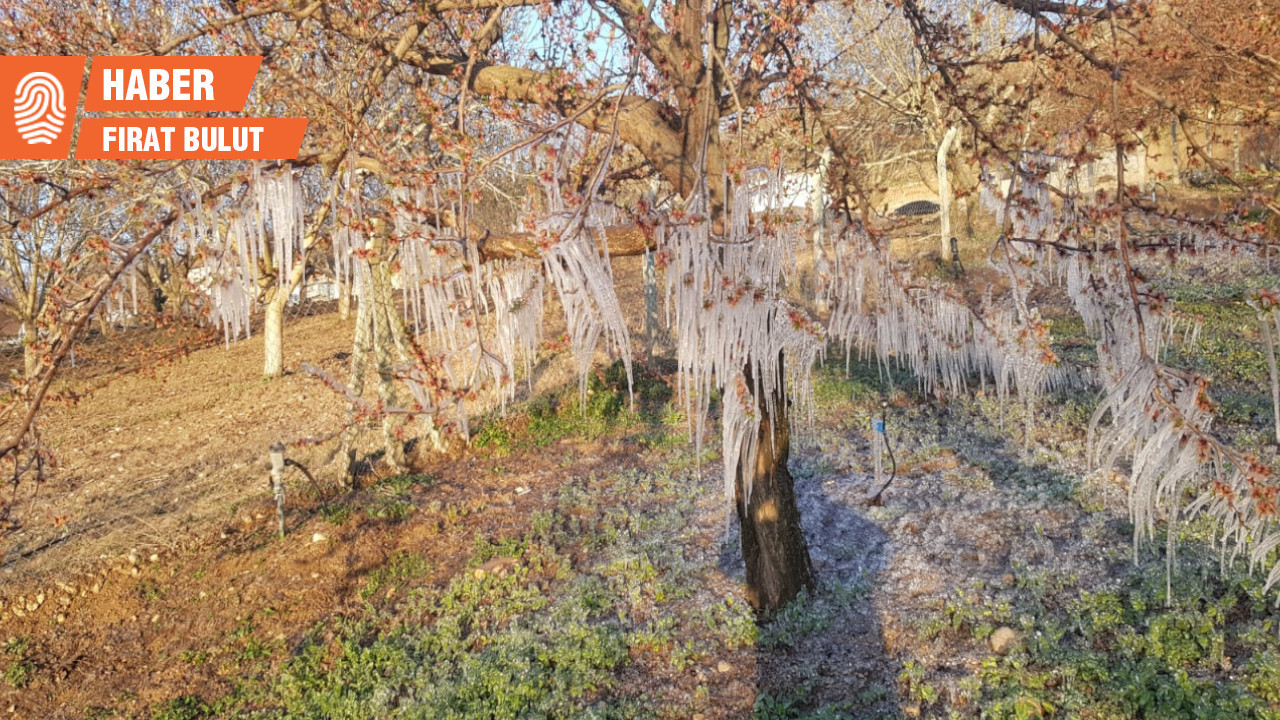 Malatya’da kayısı bahçelerini don vurdu: Zarar büyük