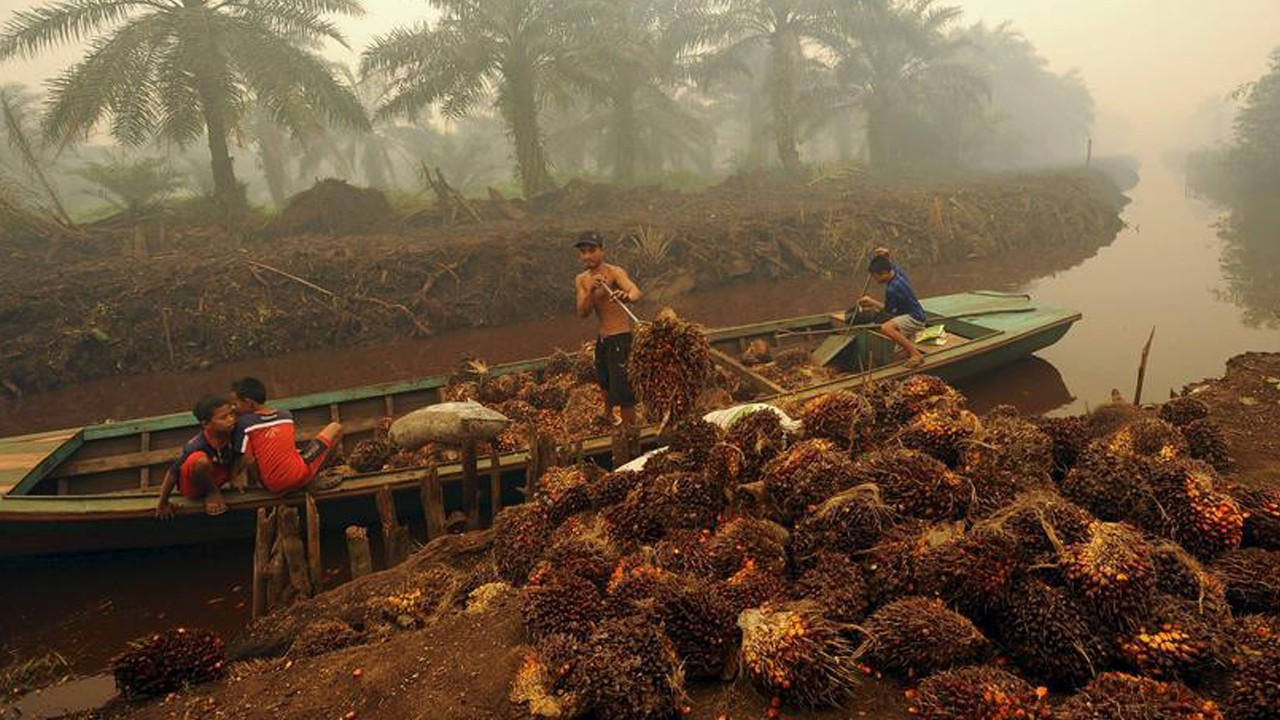 Malezya'da palm yağı işçilerine zorbalık: Nutella üreticileri tepkili