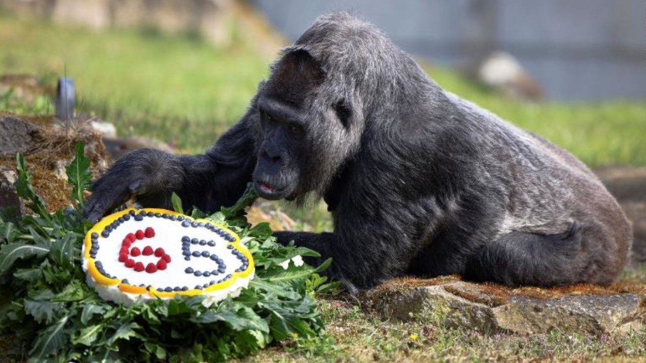 Dünyada bilinen en yaşlı gorilin 65'inci yaşı kutlandı