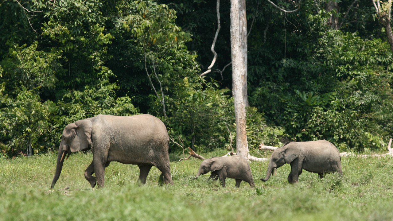 Araştırma: Afrika orman filleri iklim kriziyle mücadelede yardımcı oluyor