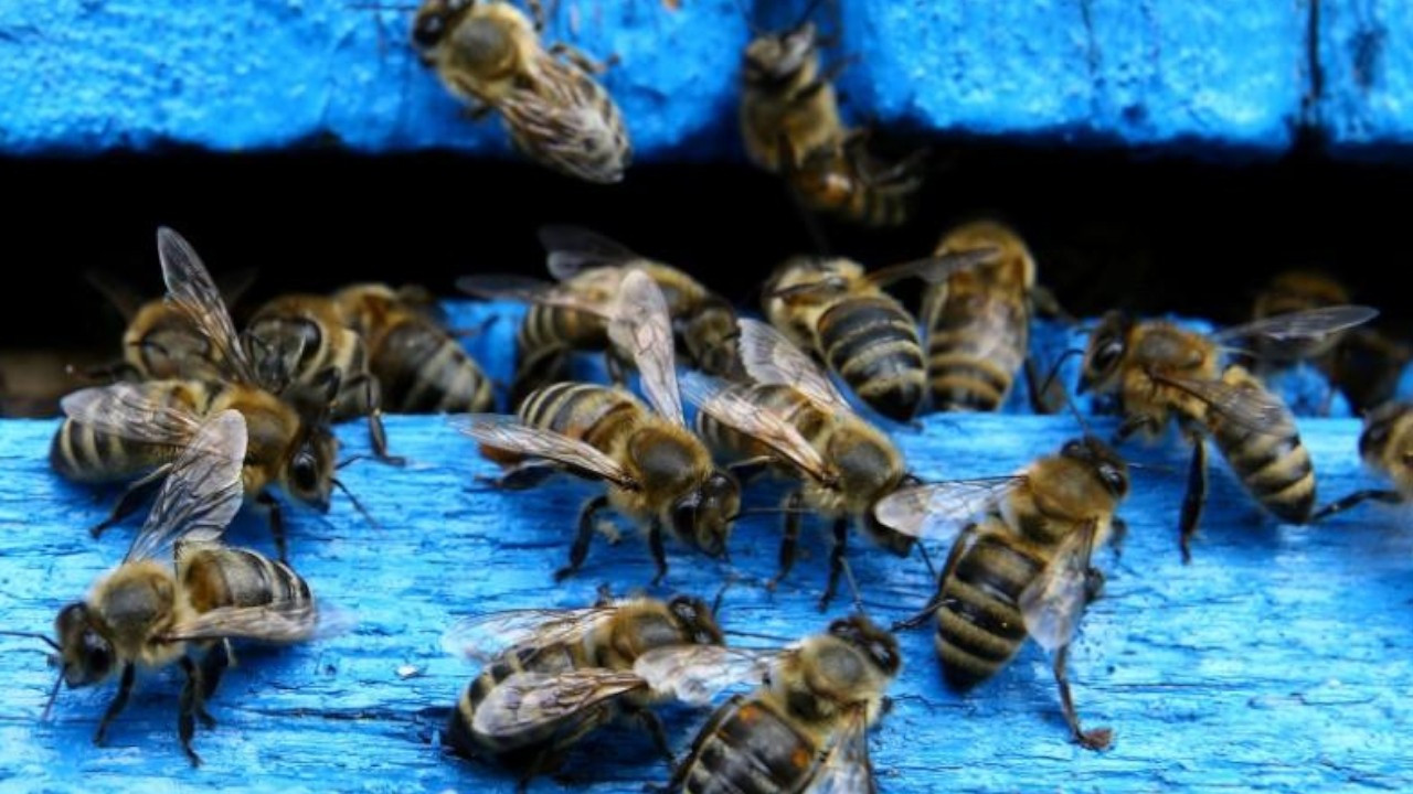 İklim değişikliği yaban arılarının azalmasına neden olabilir