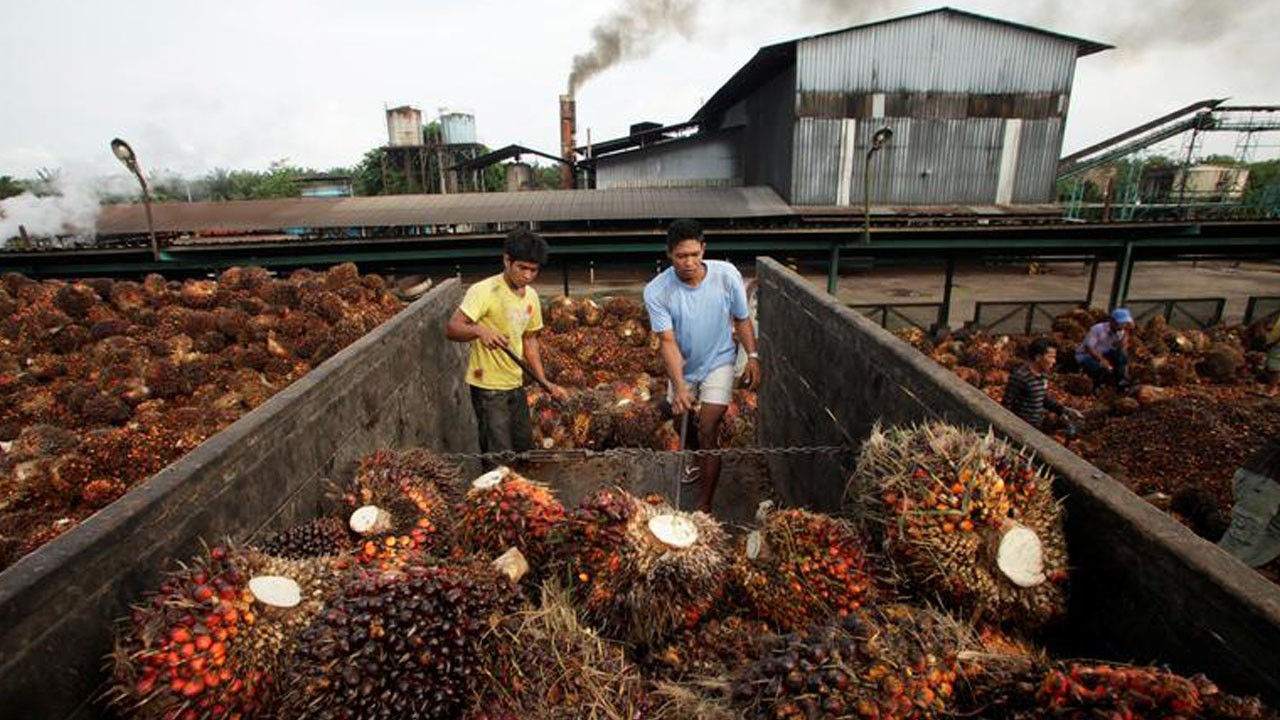 Dünyanın en büyük palm yağı üreticilerine yolsuzluk soruşturması