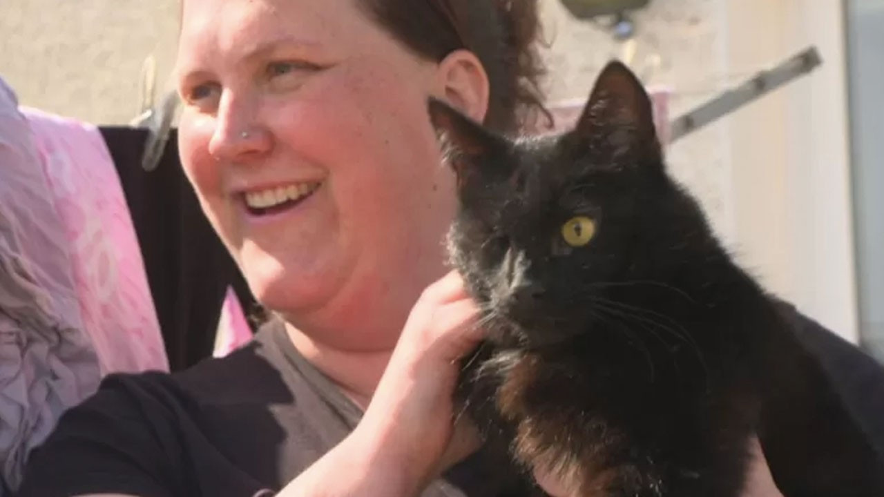 Beş yıl önce kaybolan kedi Kuzey Denizi'nde yük gemisinde bulundu