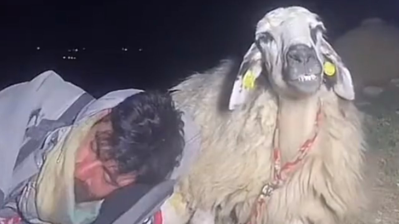 Çoban canlı yayında uyudu: Tiktok'taki koyunu 12 bin kişi izledi