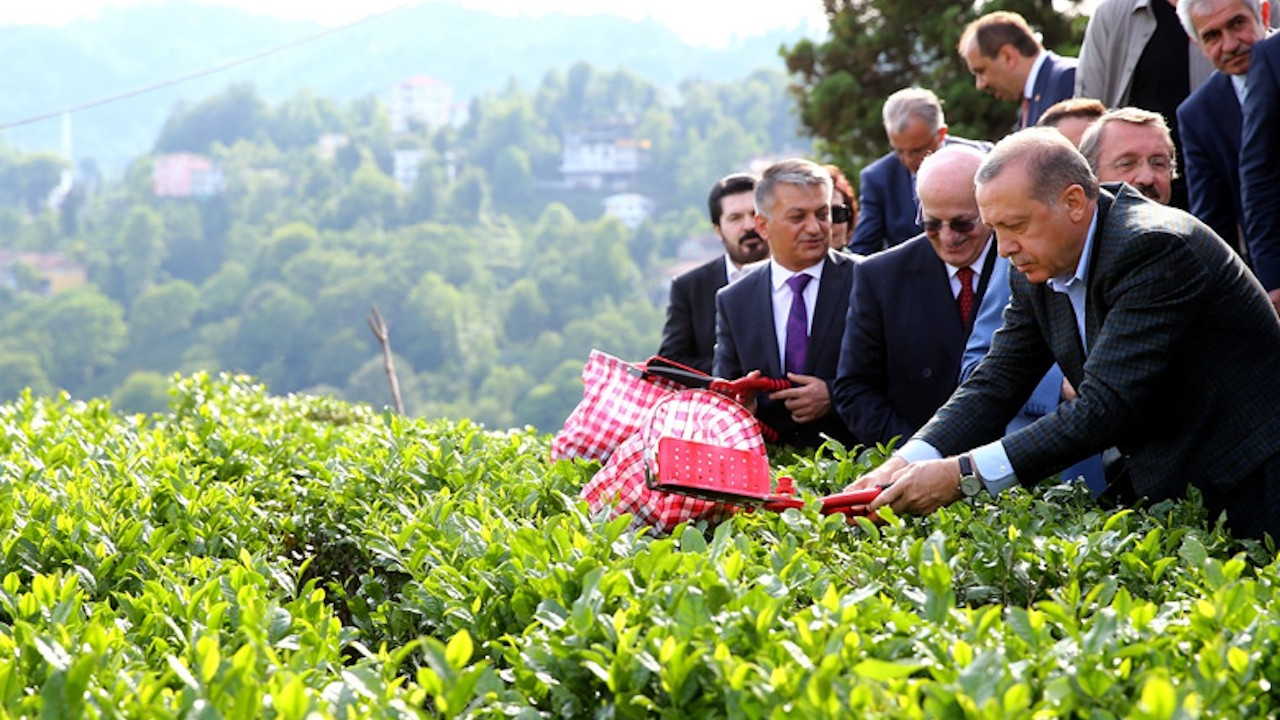 Rizeli çay üreticisi: Erdoğan Karadenizlidir ama bize çok gıcık