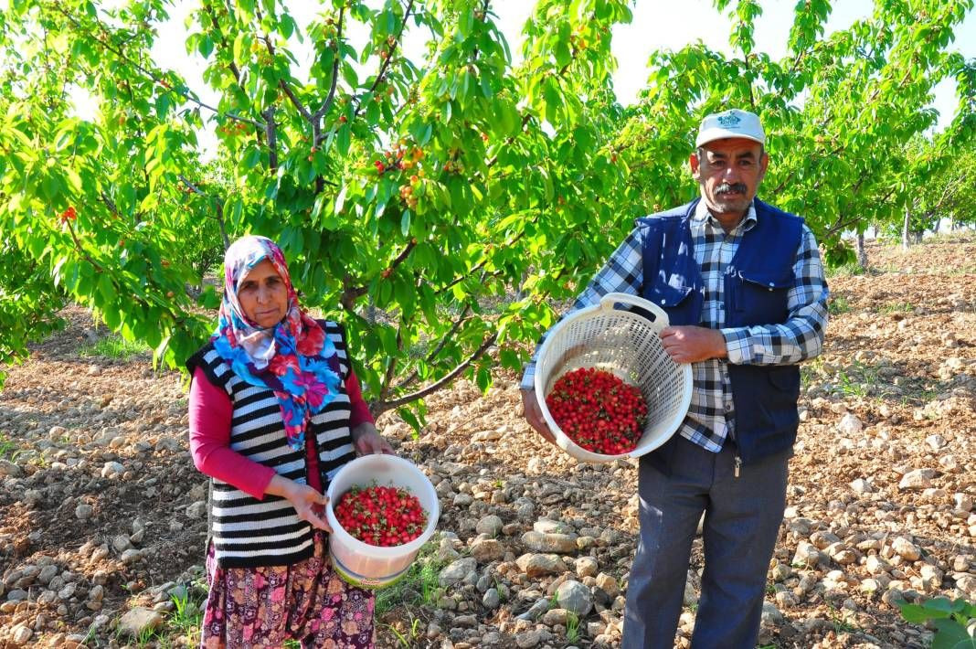 İlk kiraz hasadı: Kilosu 700 liraya satıldı - Sayfa 2