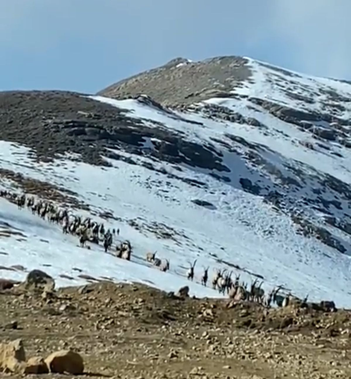 Dersim'in dağ keçileri sürü halinde görüntülendi - Sayfa 3