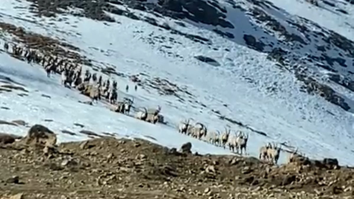 Dersim'in dağ keçileri sürü halinde görüntülendi - Sayfa 2