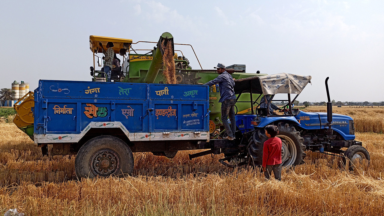 Hindistan’da sıcak hava dalgası buğday mahsullerini vurdu
