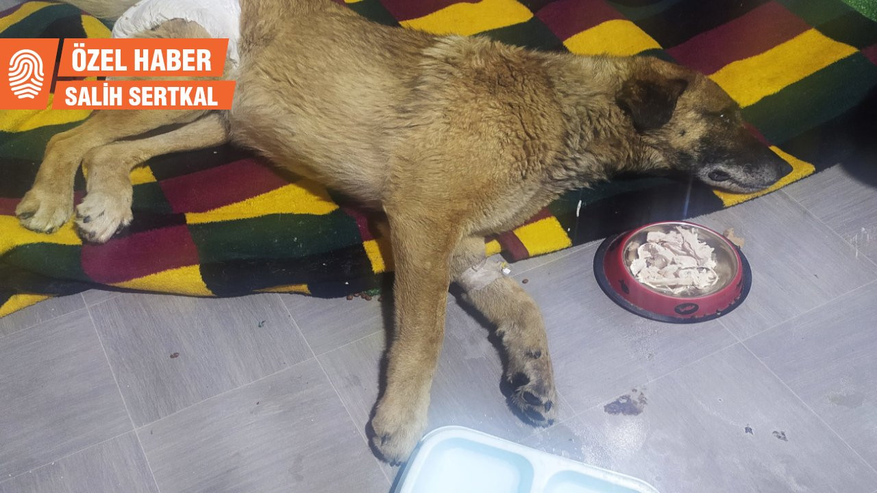 AK Partili belediye yaralı köpeği tedavi etmek yerine çöplüğe bıraktı