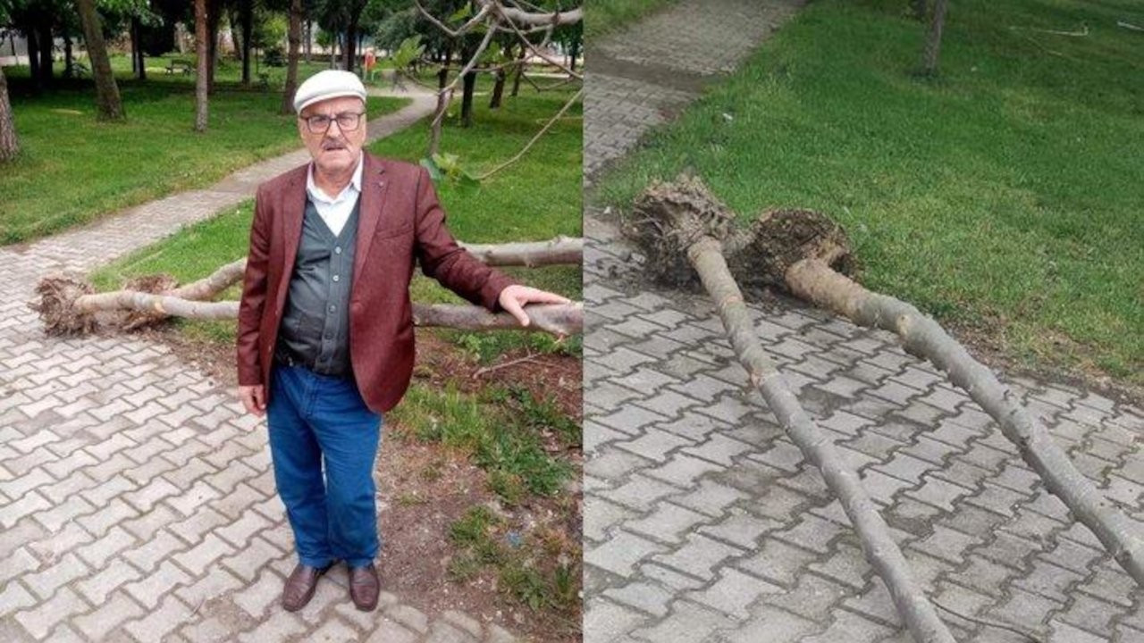 AK Partili belediye cami bahçesindeki ağaçları söktü