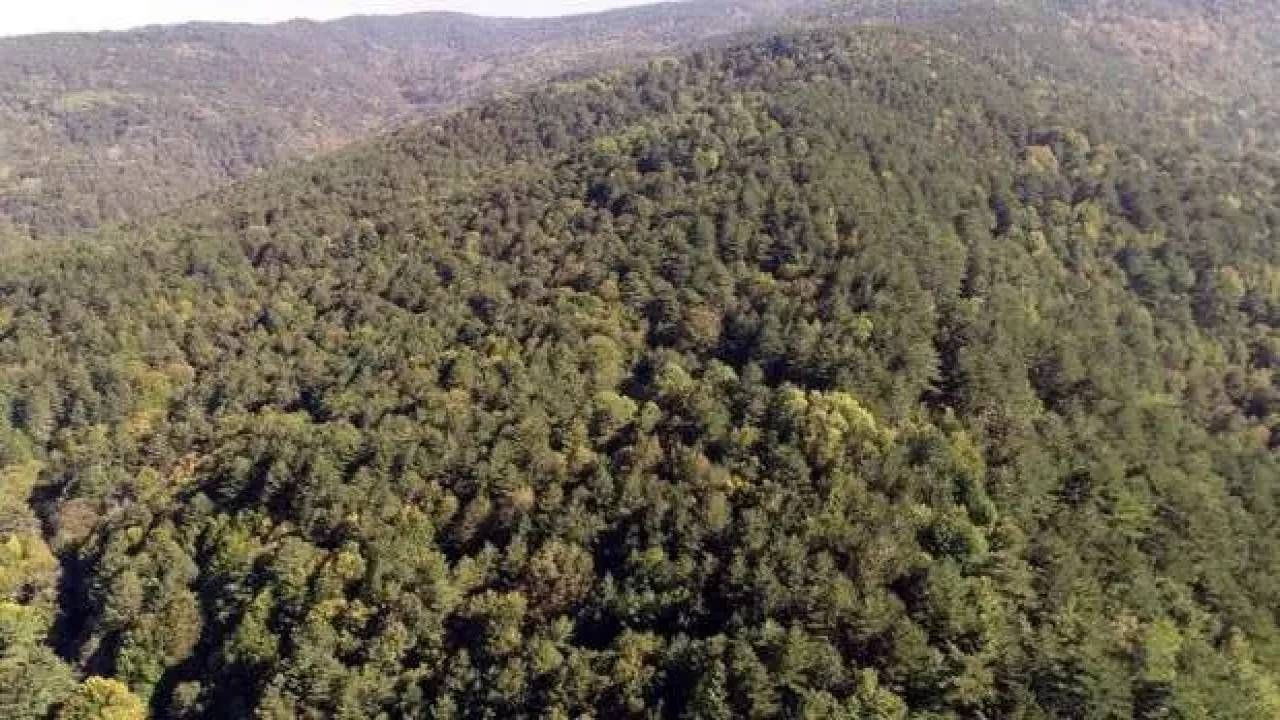 İzmir'de 26 ormanlık alana girişler yasaklanacak