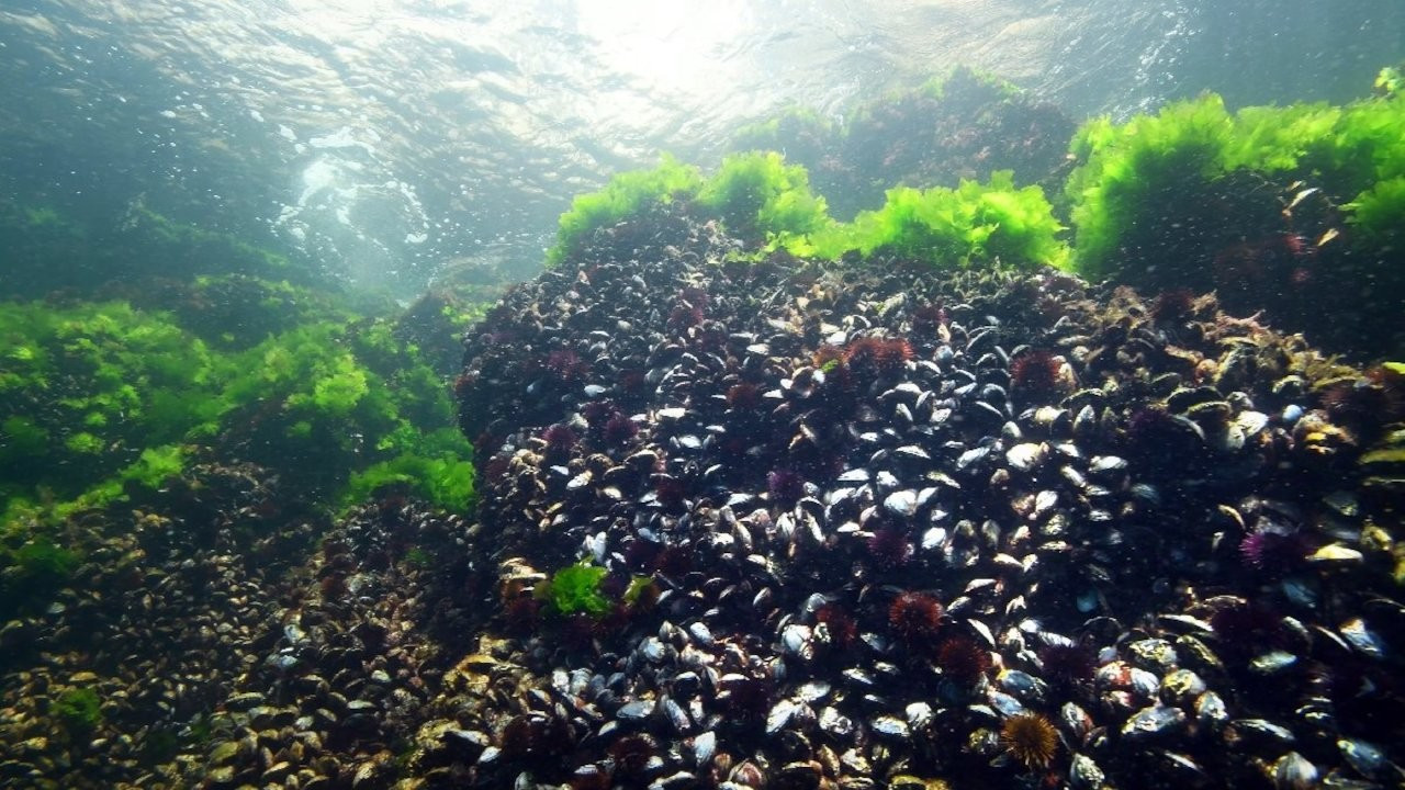 Marmara Denizi’nde deniz kestanesi avcılığı yasaklandı