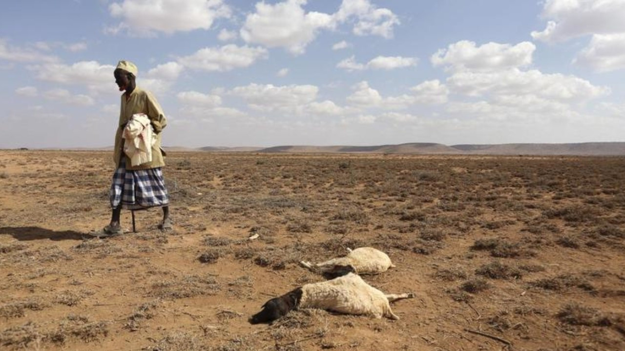 Araştırma: İngilizlerin yüzde 80'i Afrika'daki kıtlık ve kuraklıktan bihaber