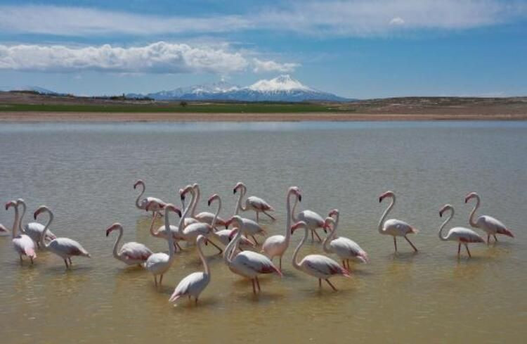 Göç yolundaki flamingolardan renkli mola - Sayfa 2