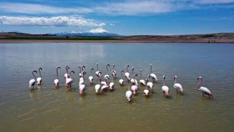 Göç yolundaki flamingolardan renkli mola - Sayfa 4