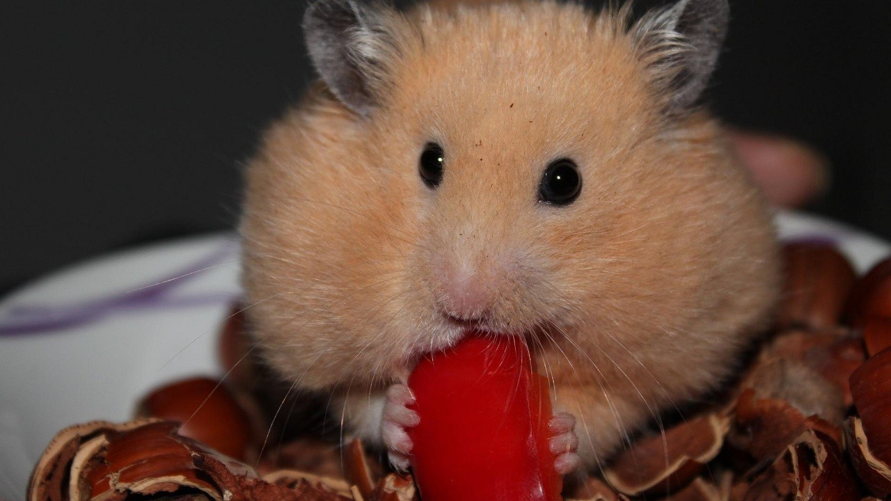 Araştırma: Genetiği değiştirilen hamsterlar saldırganlaşıyor