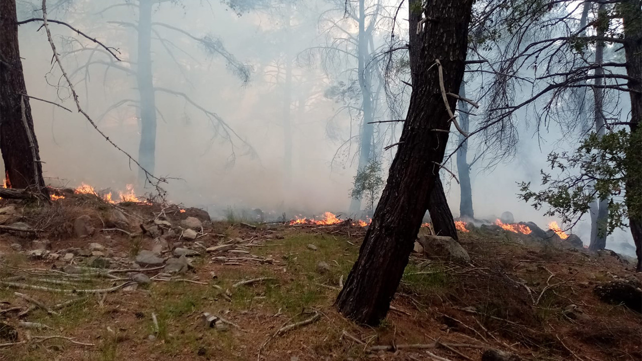 Urla ve Dikili'de çıkan orman yangınları kontrol altına alındı