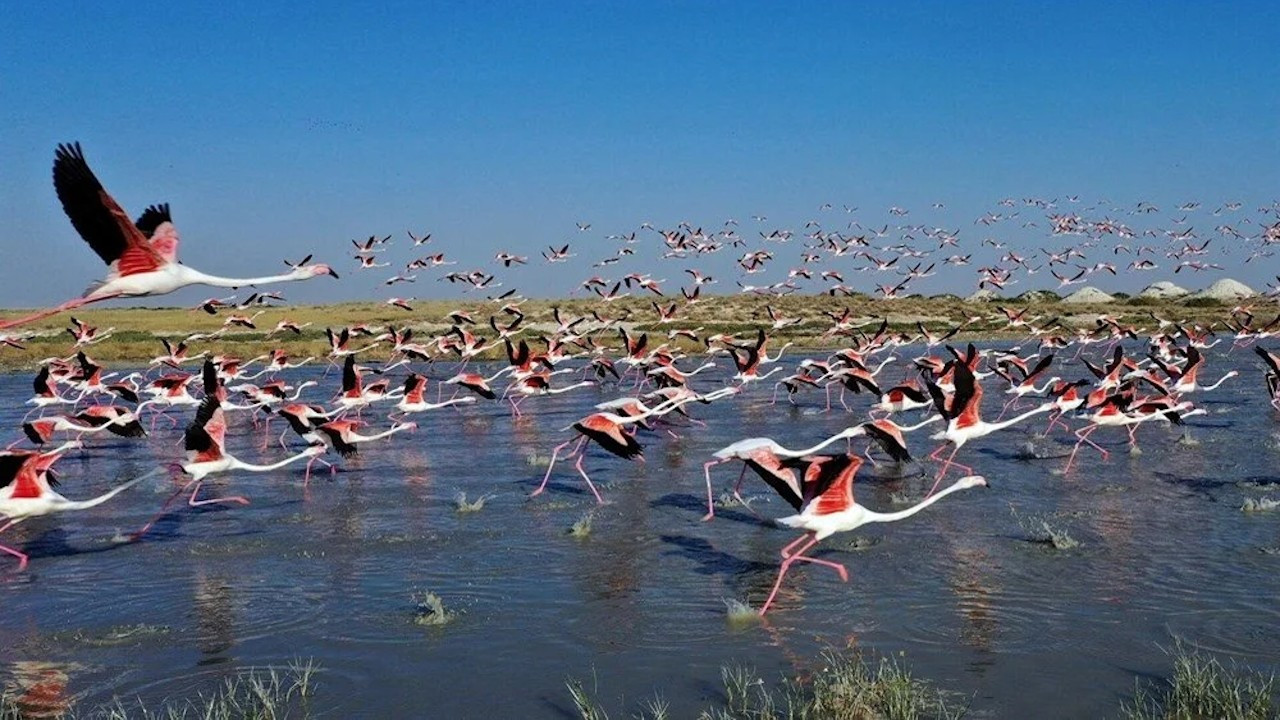 Tuz Gölü'nde katliam: 'Kaçak avcılar iddia için flamingoları vuruyor'