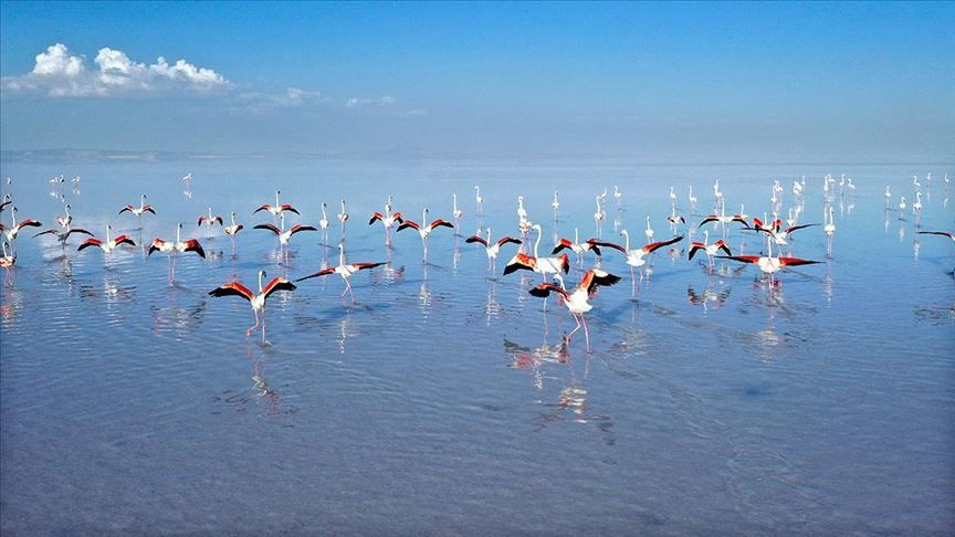 Tuz Gölü'nde katliam: 'Kaçak avcılar iddia için flamingoları vuruyor' - Sayfa 4